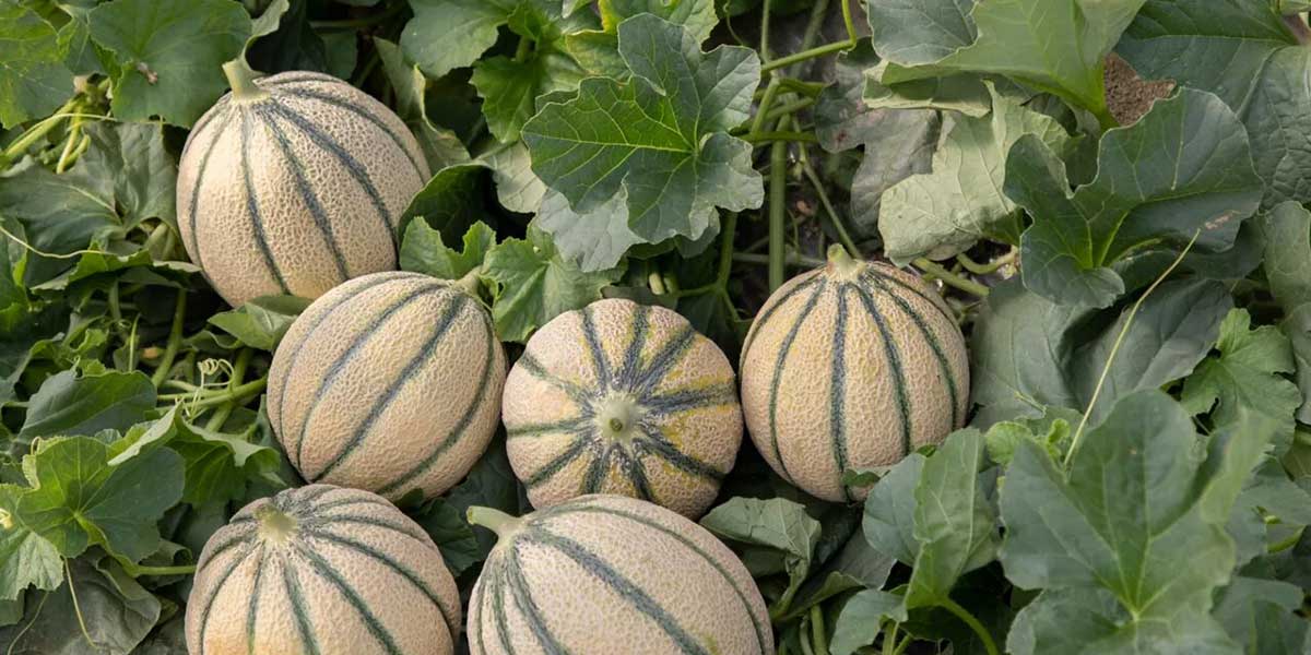 Melone, Nunhems lancia il mini sito dedicato